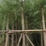 柳树(广东普宁柳树供应商)(广东普宁柳树批发商)