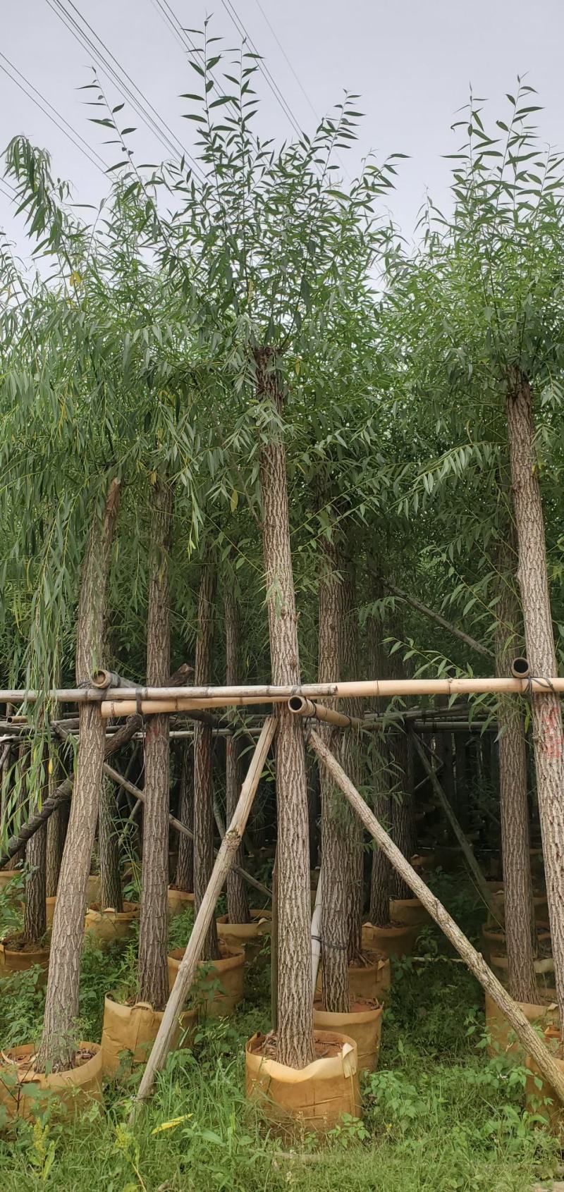 柳树（广东普宁柳树供应商）（广东普宁柳树批发商）