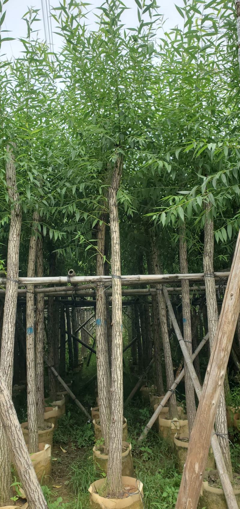 柳树（广东普宁柳树供应商）（广东普宁柳树批发商）
