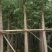 柳树(广东普宁柳树供应商)(广东普宁柳树批发商)