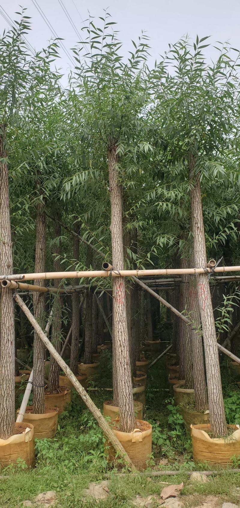 柳树（广东普宁柳树供应商）（广东普宁柳树批发商）