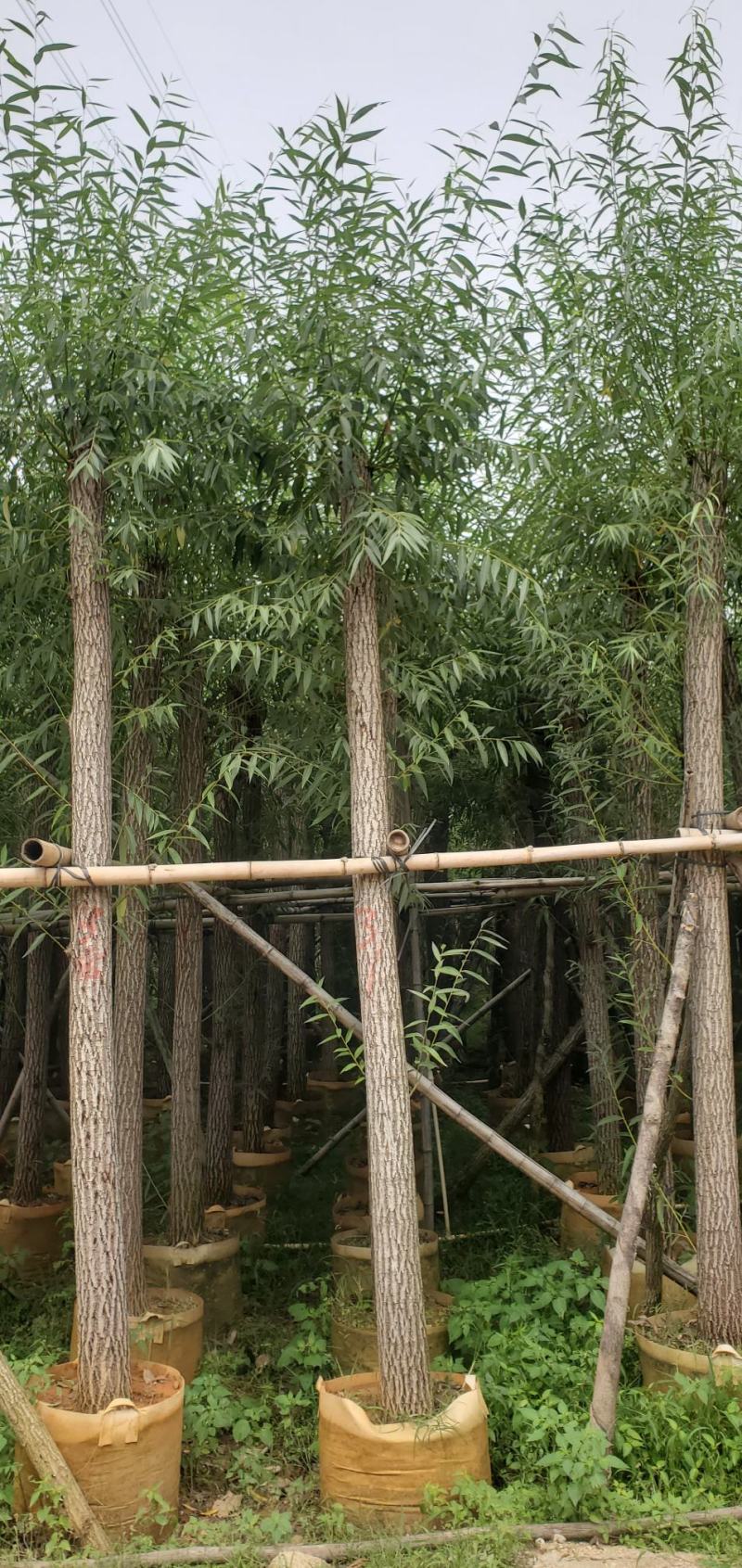 柳树（广东普宁柳树供应商）（广东普宁柳树批发商）