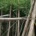 柳树(广东普宁柳树供应商)(广东普宁柳树批发商)