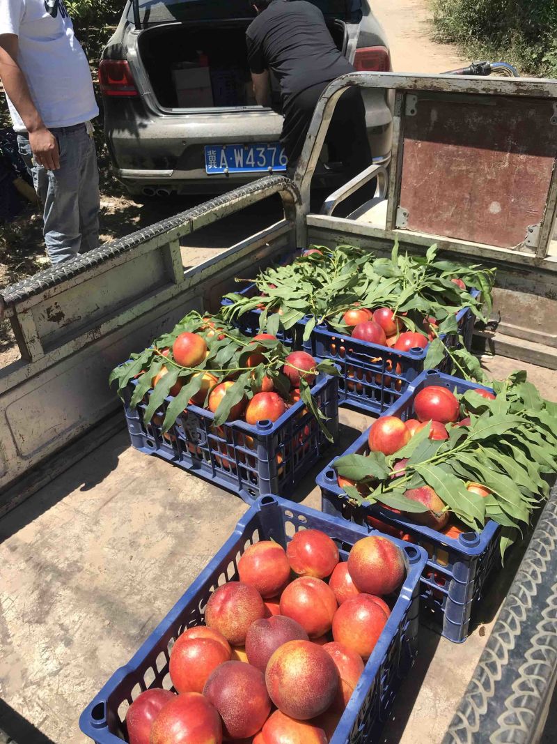 精品黄肉中油4，未来1号，金铭个大口感好含糖量高
