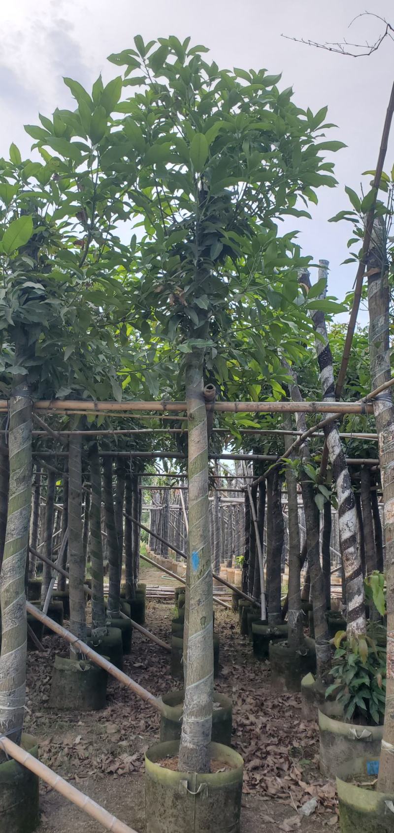 广东绿化芒果树批发商，绿化芒果道路绿化用苗