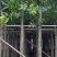 广东绿化芒果树批发商,绿化芒果道路绿化用苗