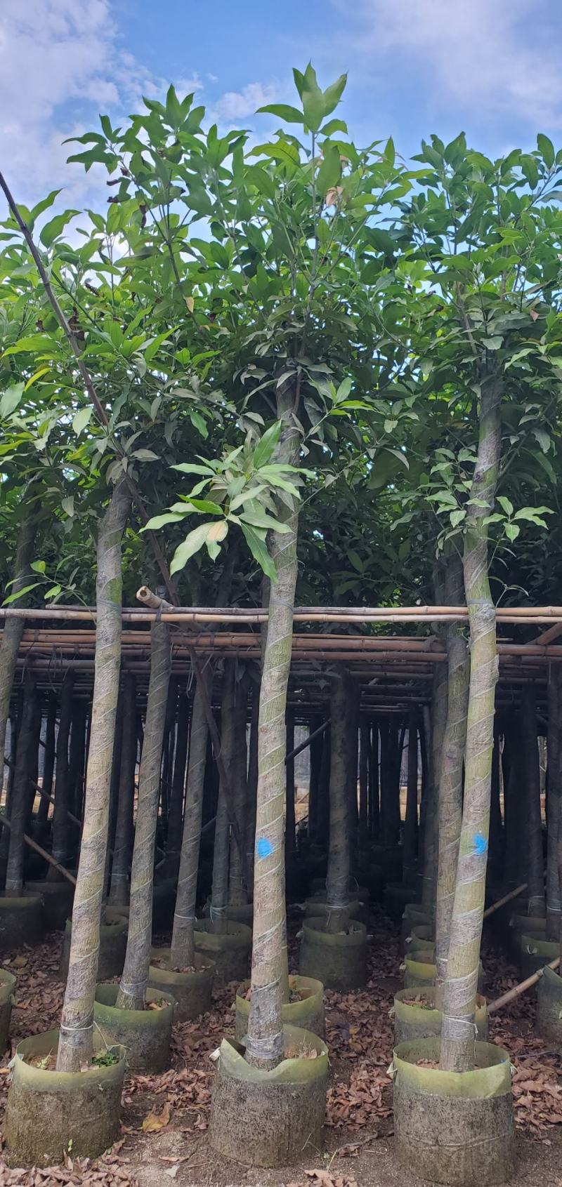 广东绿化芒果树批发商，绿化芒果道路绿化用苗