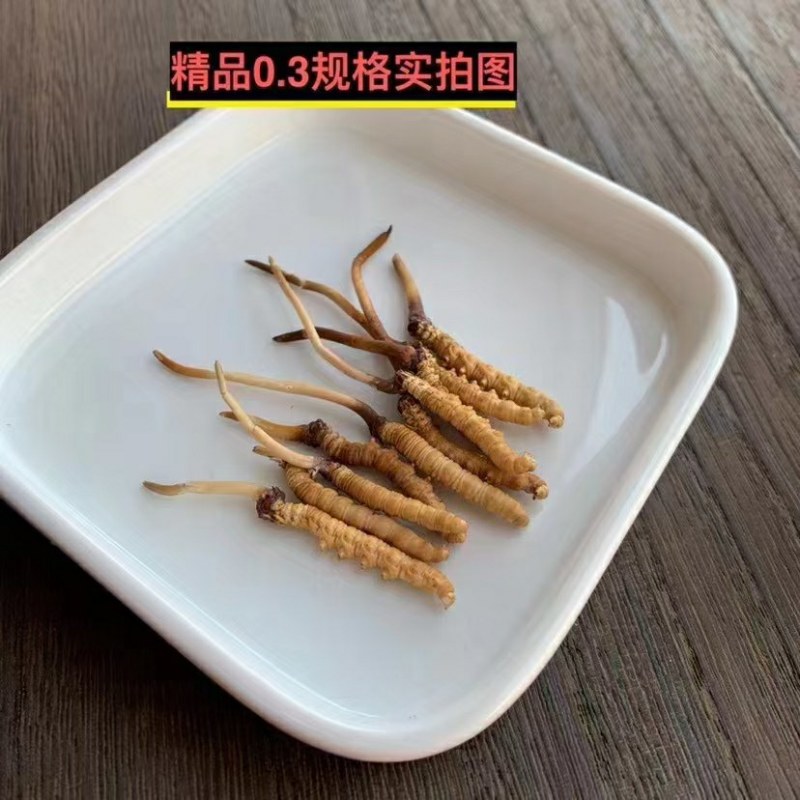 一年一季的新鲜冬虫夏草快结束了