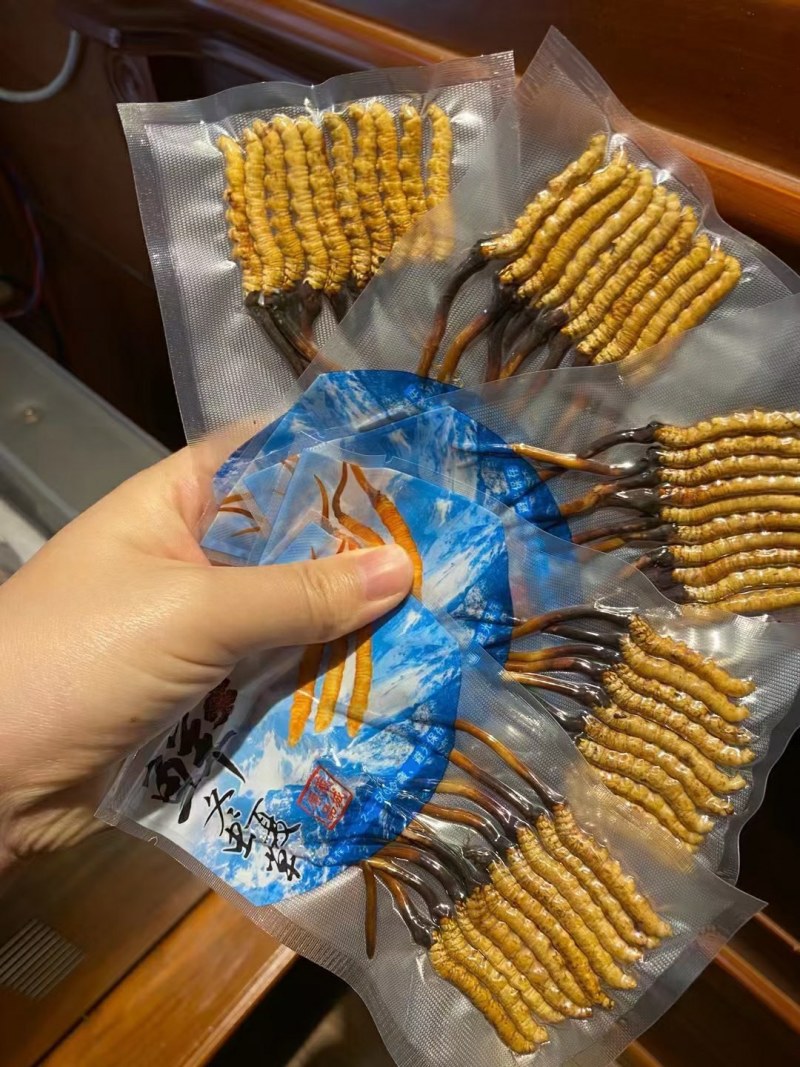 一年一季的新鲜冬虫夏草快结束了