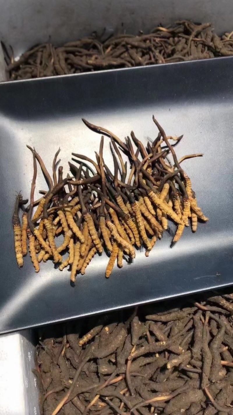 一年一季的新鲜冬虫夏草快结束了