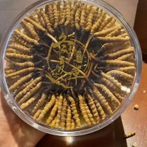 一年一季的新鲜冬虫夏草快结束了