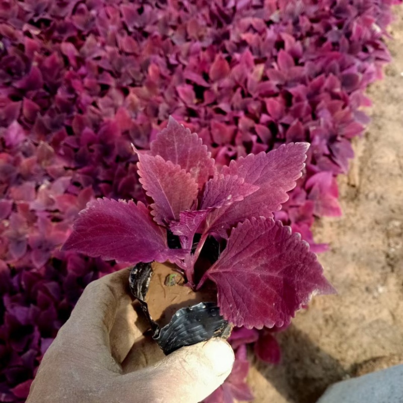 彩叶草多色观花植物花卉一年生草本植物组摆专用花卉