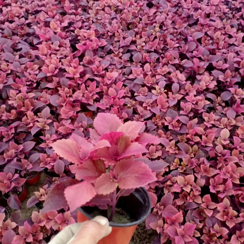 彩叶草多色观花植物花卉一年生草本植物组摆专用花卉