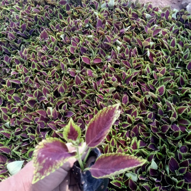 彩叶草多色观花植物花卉一年生草本植物组摆专用花卉