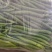 线椒大量上市中