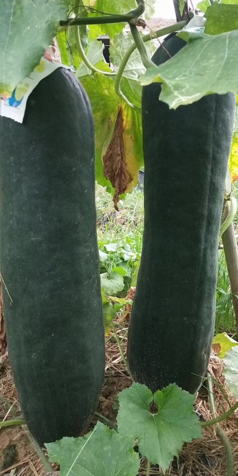冬瓜
