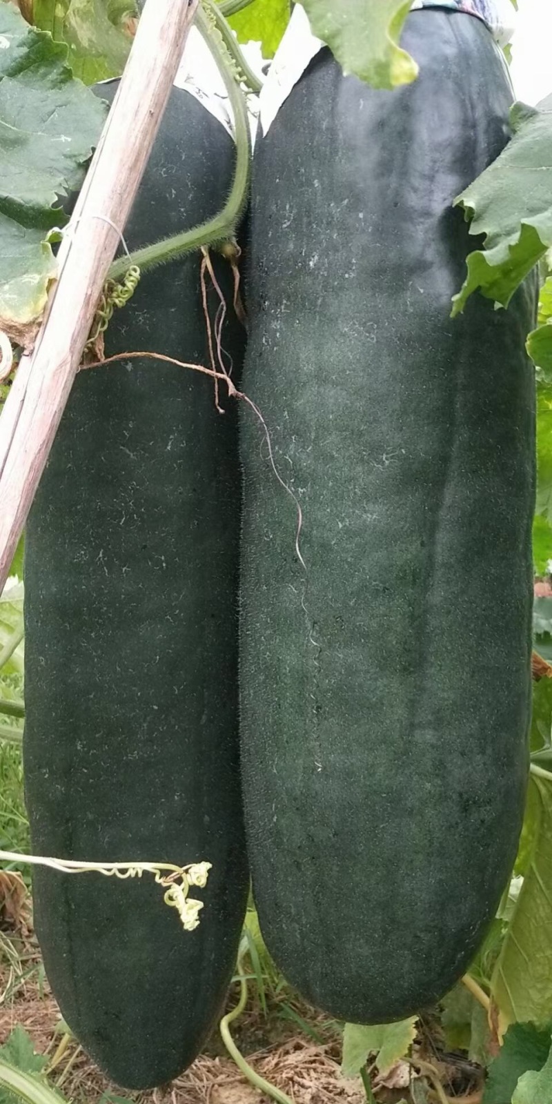 冬瓜