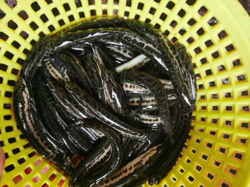 优质黑鱼苗、杂交生鱼苗、柴鱼苗、大量批发、全国发货