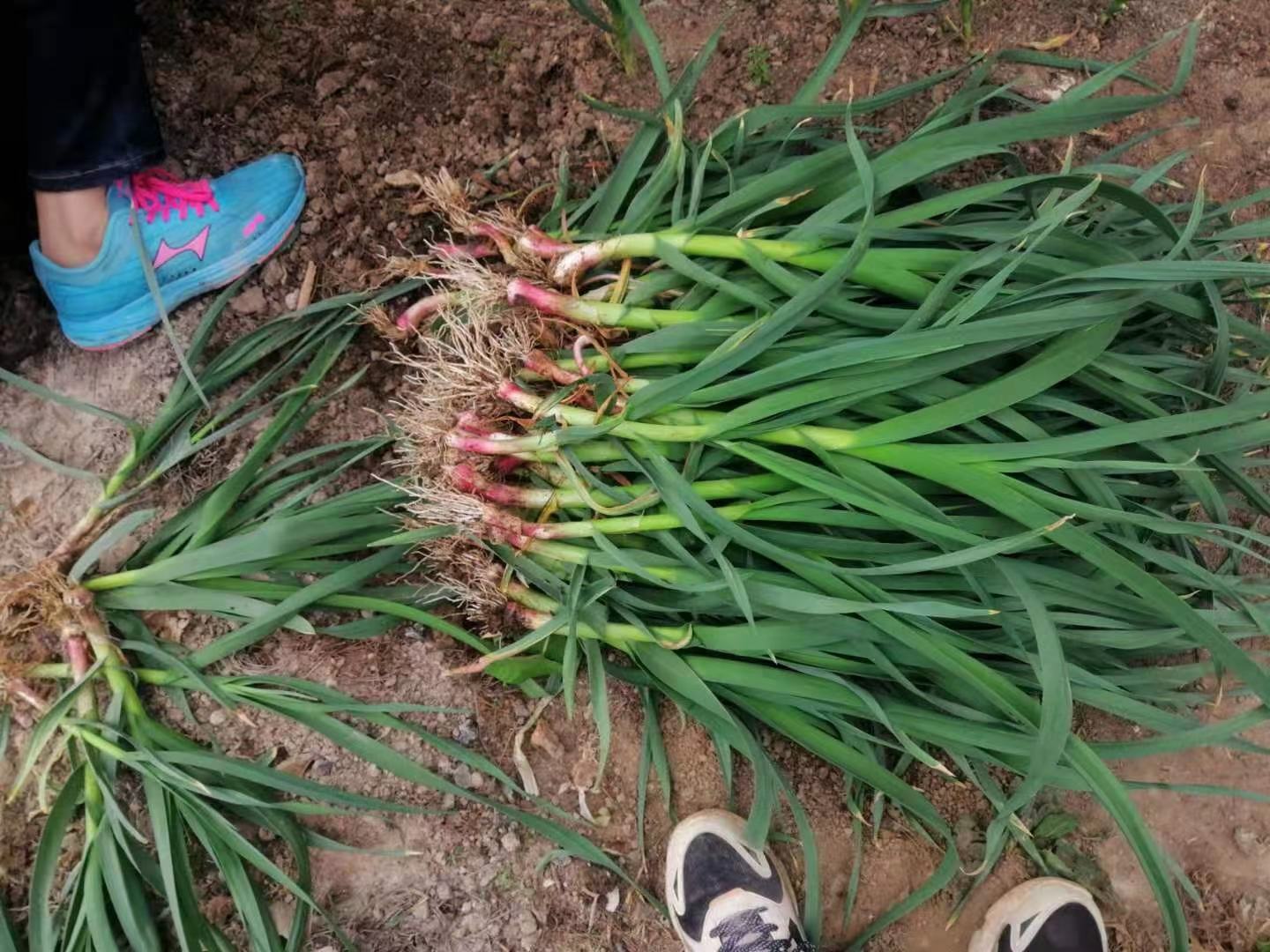 超市蔬菜区的货架上摆放着捆扎整齐的新鲜蒜苗,标签写着‘本地蒜苗 今日到货’,背景有顾客挑选蔬菜,光线明亮,突出蒜苗的翠绿与新鲜 超市货架上的新鲜蒜苗特写
