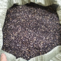 花椒籽（九叶青花椒籽）数量多、价格优、品质好。