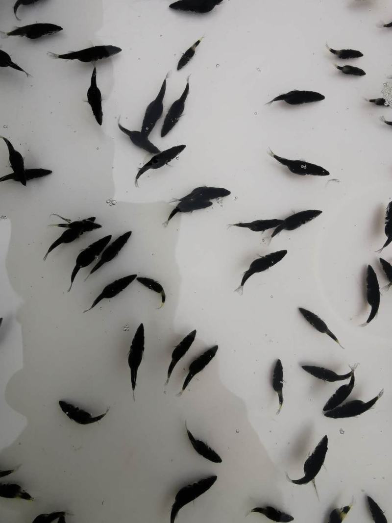 鳜鱼苗、桂花鱼苗、大量批发，产地直供，欢迎咨询、订购。