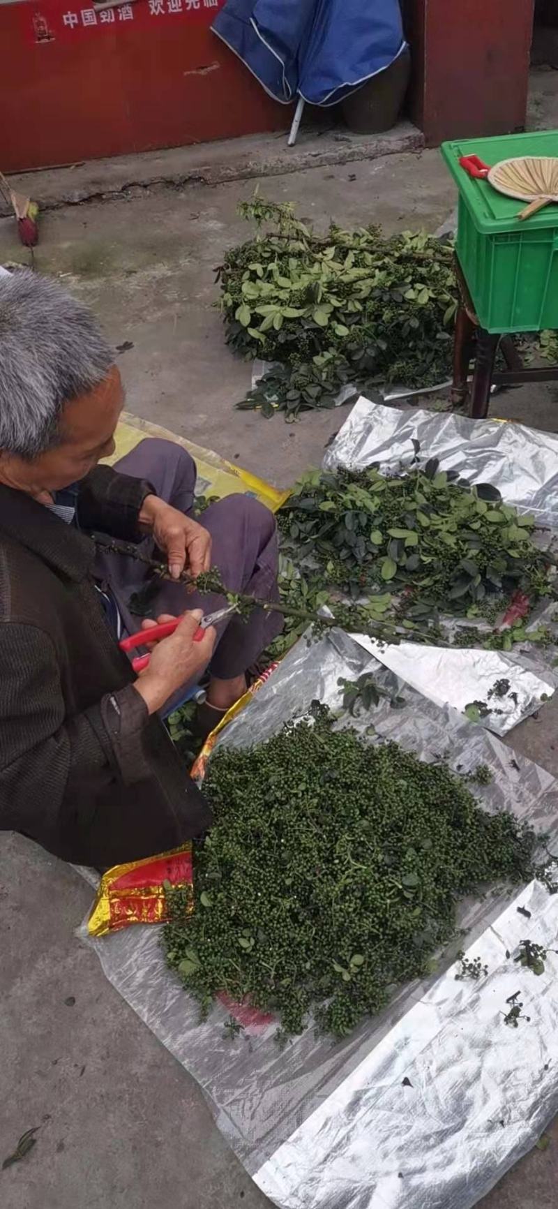 2022年精选青麻椒YY特级色选无刺质量好价格低产地直销