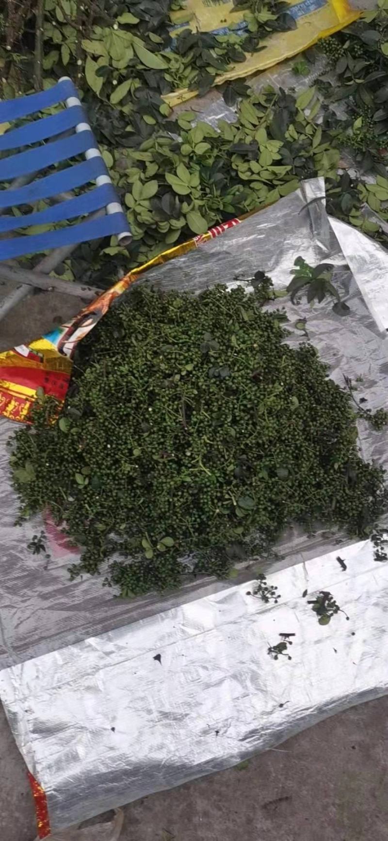 2022年精选青麻椒YY特级色选无刺质量好价格低产地直销