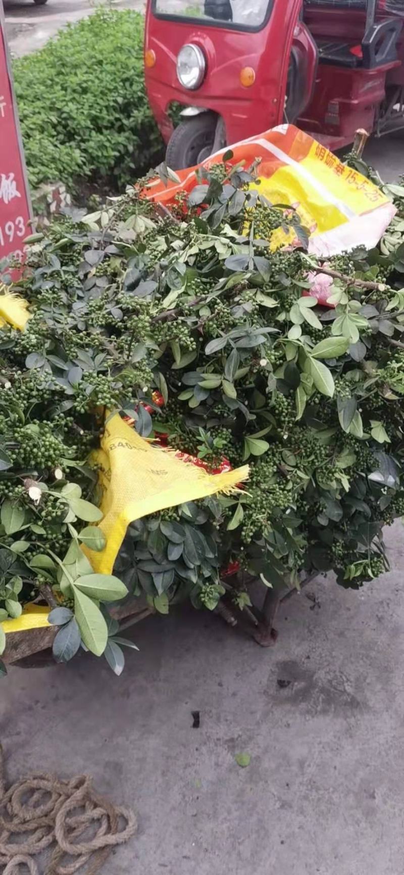 2022年精选青麻椒YY特级色选无刺质量好价格低产地直销