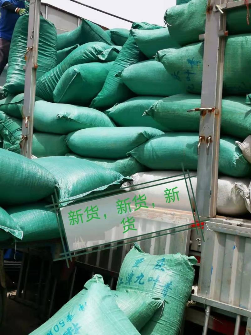 2022年精选青麻椒YY特级色选无刺质量好价格低产地直销