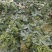 2022年精选青麻椒YY特级色选无刺质量好价格低产地直销