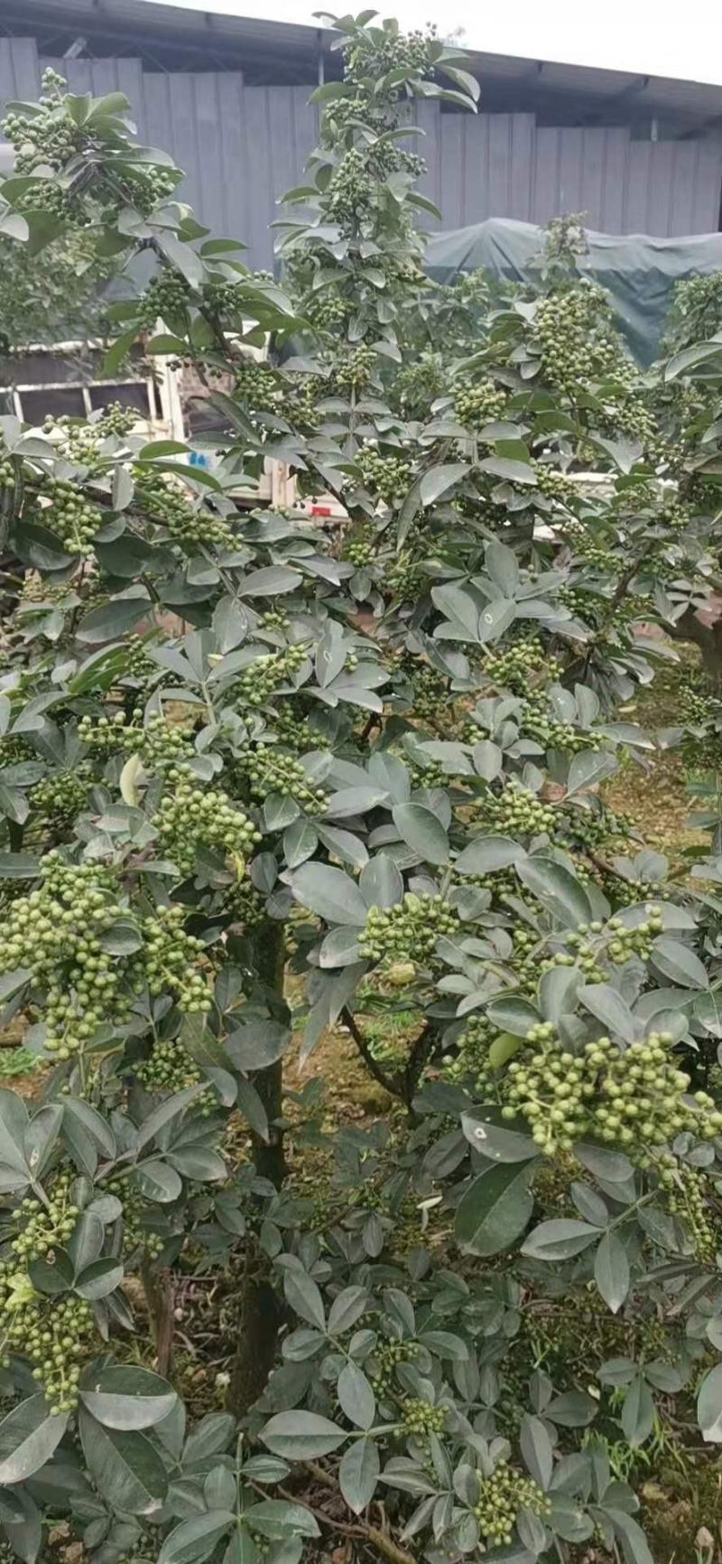 2022年精选青麻椒YY特级色选无刺质量好价格低产地直销