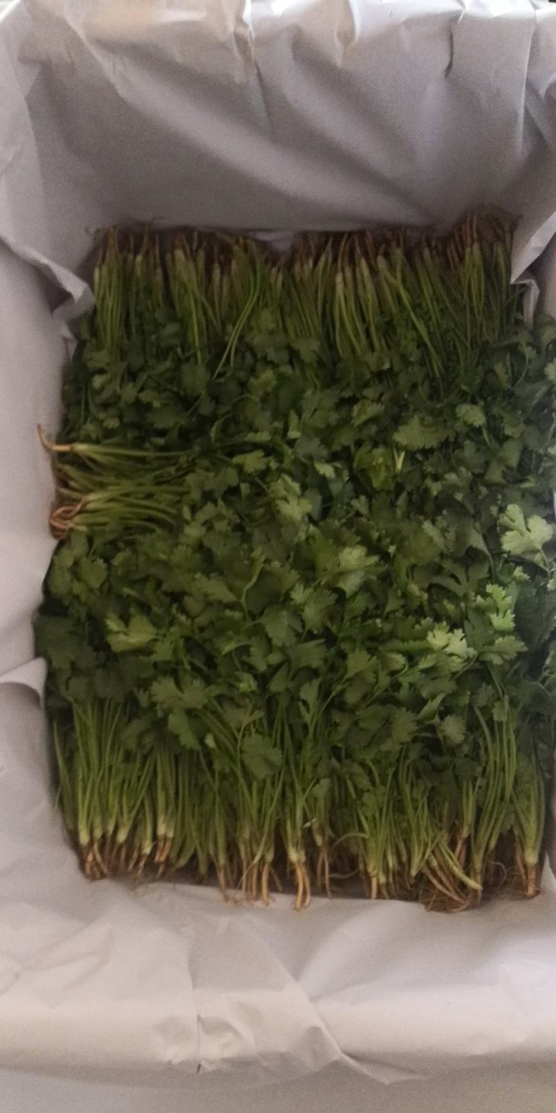 辽宁锦州精品大叶香菜上市中（信誉至上，质量精品）