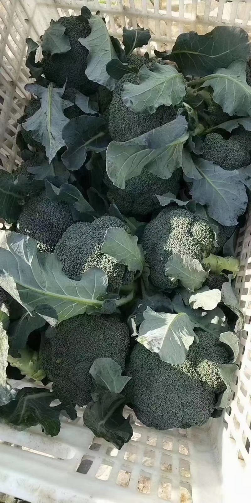 山东优质西兰花日照莒县西兰花基地直发量大从优