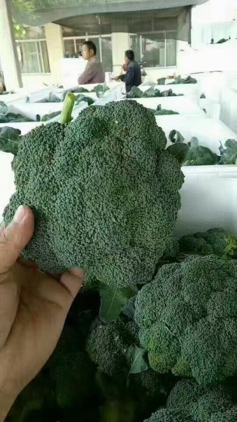 山东优质西兰花日照莒县西兰花基地直发量大从优