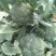 山东优质西兰花日照莒县西兰花基地直发量大从优