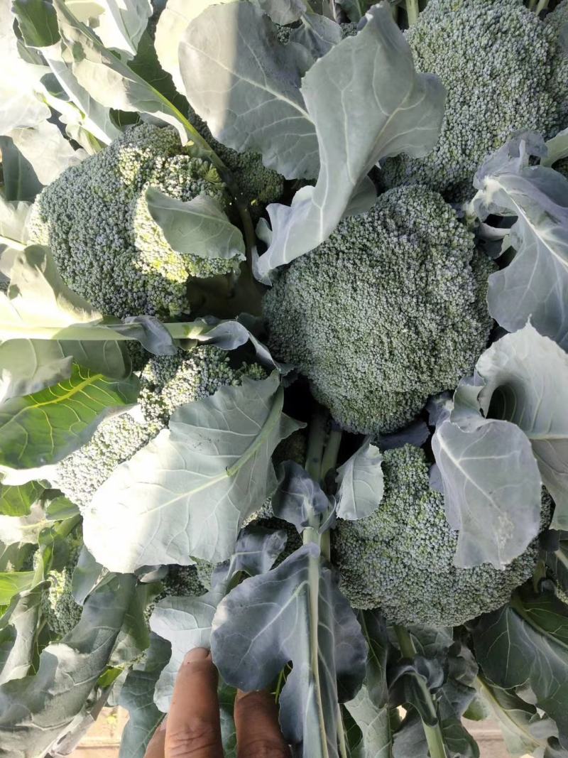 山东优质西兰花日照莒县西兰花基地直发量大从优