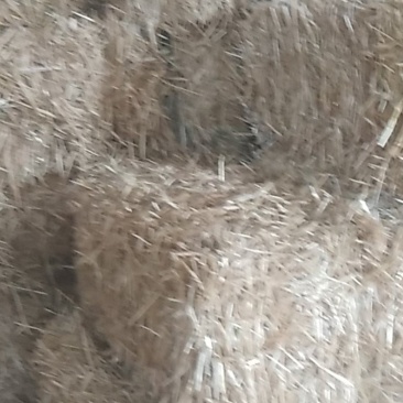小麦秸秆，小麦秸，麦秆