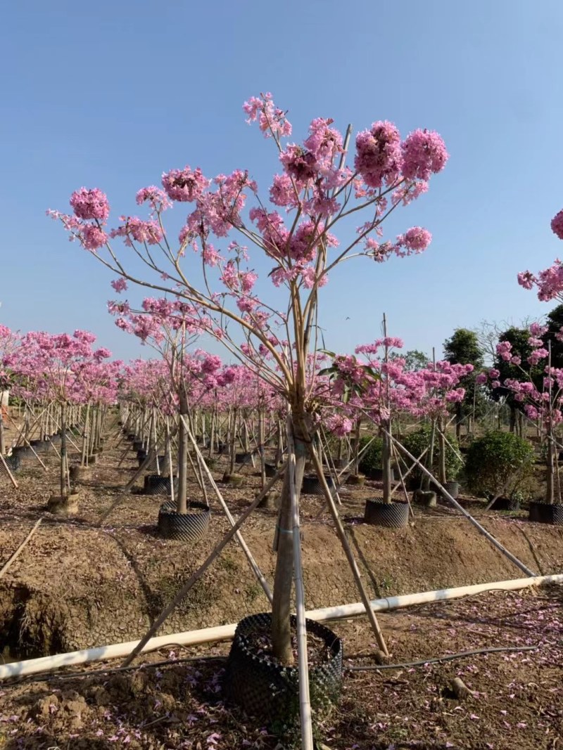 5-15公分紫花风铃木粉花风铃木55-15公分