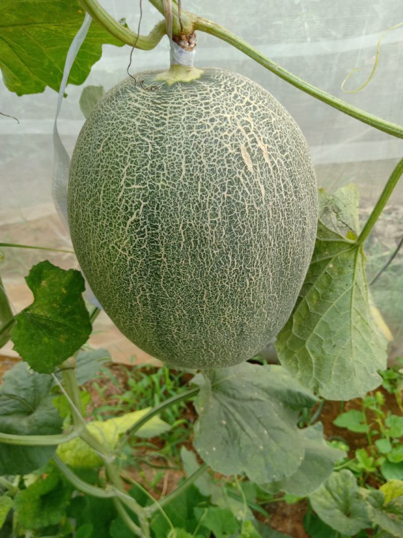 广西北甜5号哈密瓜，皮薄，甜度够，。。。。。。。。。。。