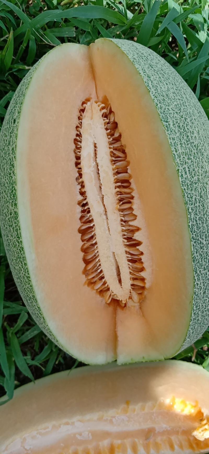 广西北甜5号哈密瓜，皮薄，甜度够，。。。。。。。。。。。