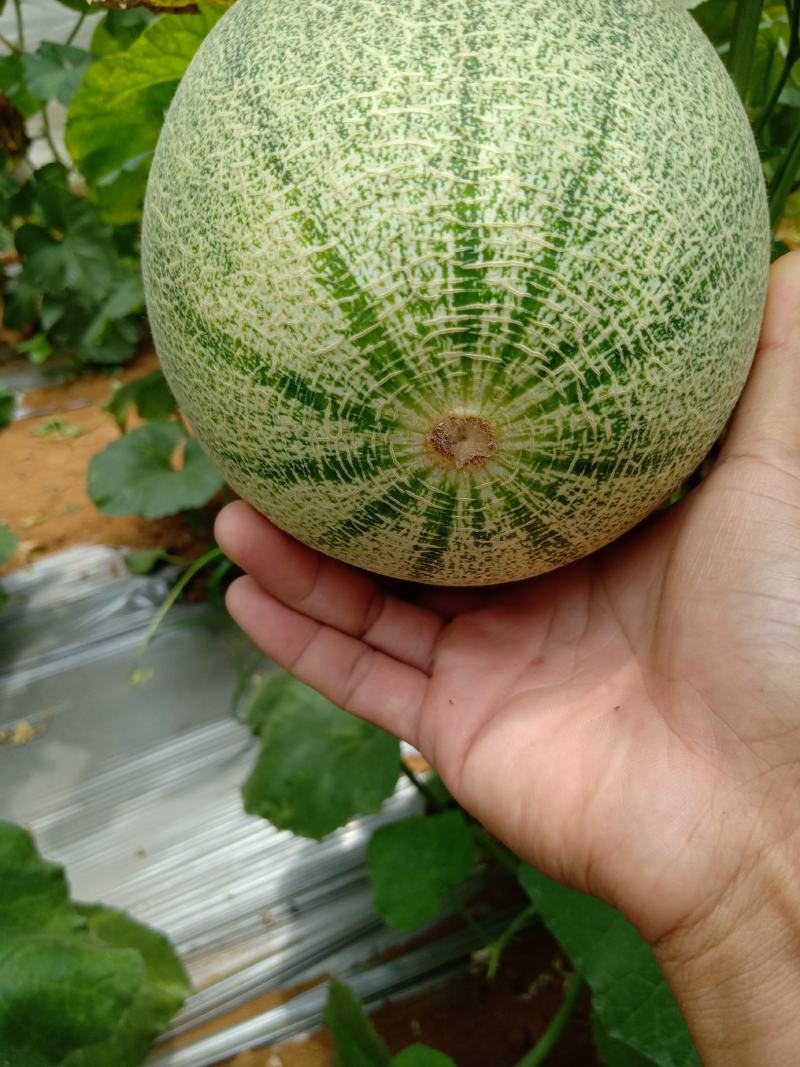 广西北甜5号哈密瓜，皮薄，甜度够，。。。。。。。。。。。