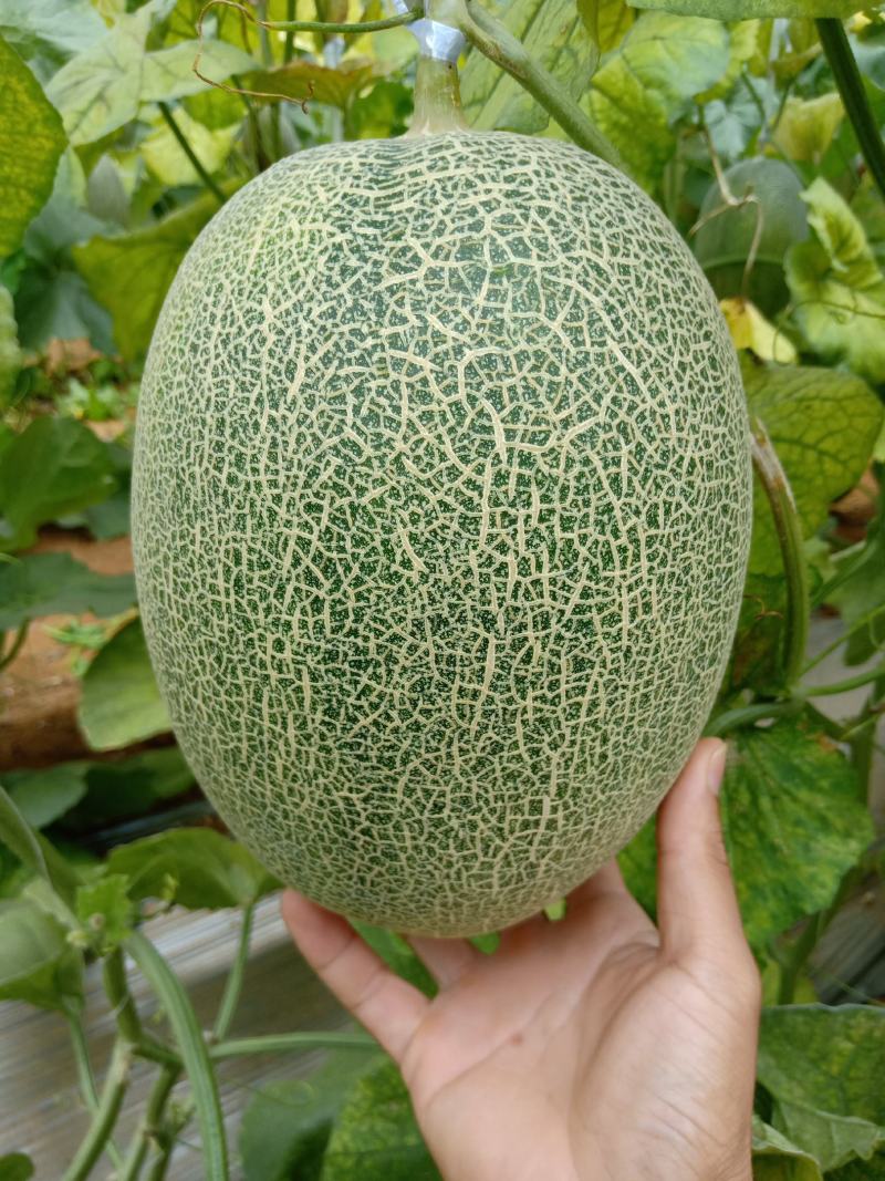 广西北甜5号哈密瓜，皮薄，甜度够，。。。。。。。。。。。