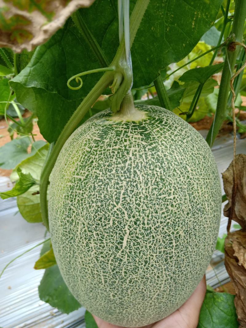 广西北甜5号哈密瓜，皮薄，甜度够，。。。。。。。。。。。