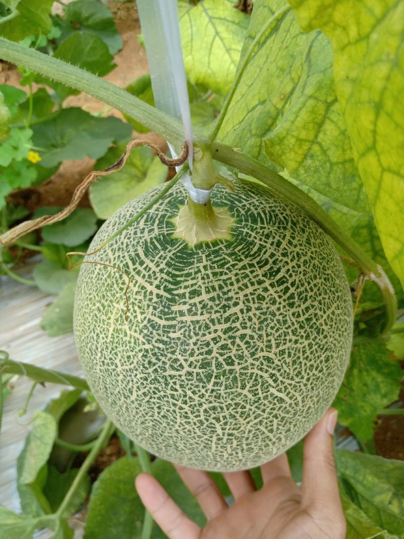广西北甜5号哈密瓜，皮薄，甜度够，。。。。。。。。。。。