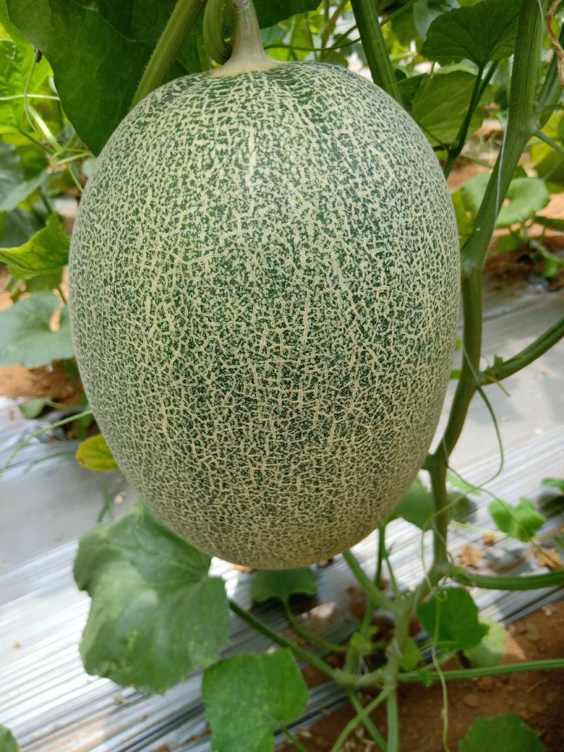 广西北甜5号哈密瓜，皮薄，甜度够，。。。。。。。。。。。