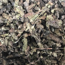 夏枯球
