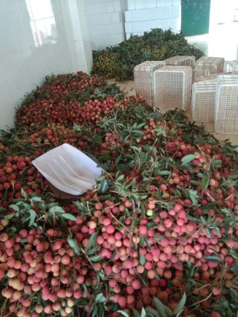 产地大量黑叶统果货源适合饮料厂有需要先v我