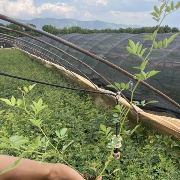 小袋蔷薇花高度20-50价格优惠库存还多