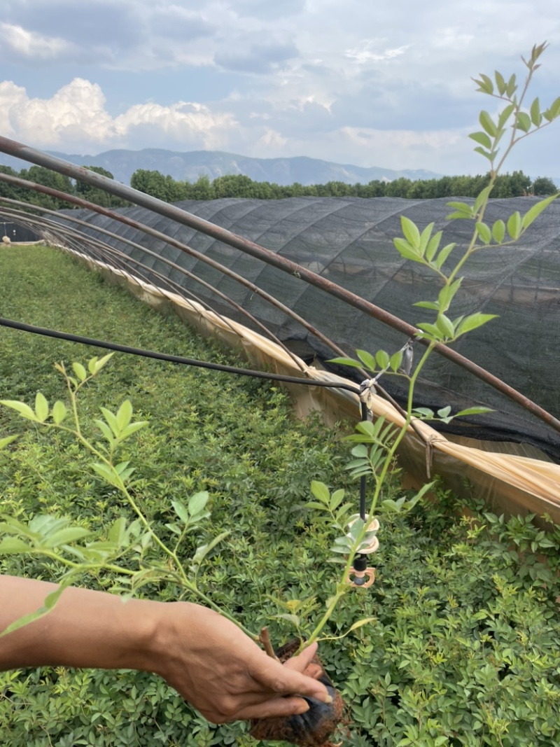 小袋蔷薇花高度20-50价格优惠库存还多