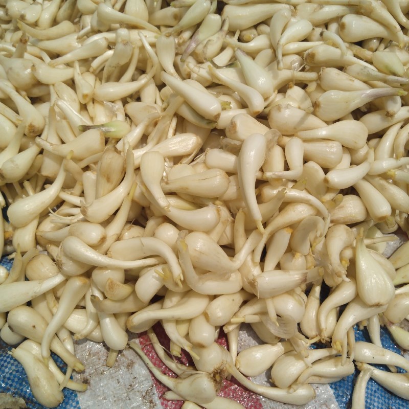 蕌头